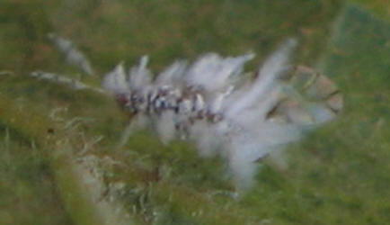 aphid celti asian hackberry woolly